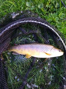 Brown Trout