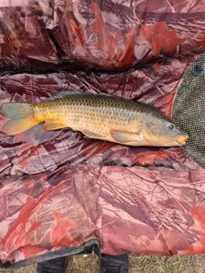 Common Carp