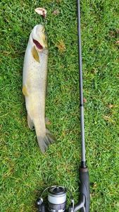 Brown Trout
