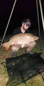 Common Carp