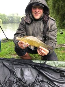 Tench