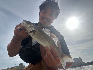 European Bass (Seabass)