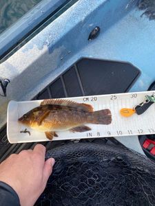 Ballan Wrasse