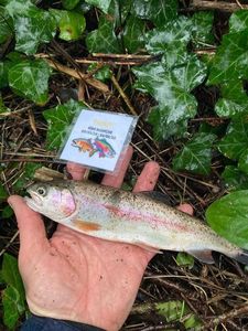 Rainbow Trout