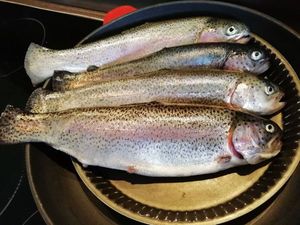 Rainbow Trout
