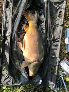 Mirror Carp