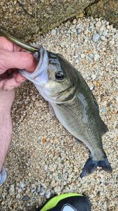European Bass (Seabass)