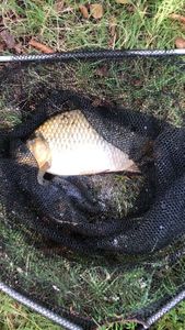Crucian Carp