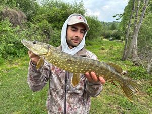 Northern Pike