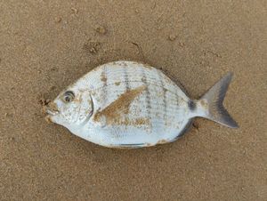 White Seabream