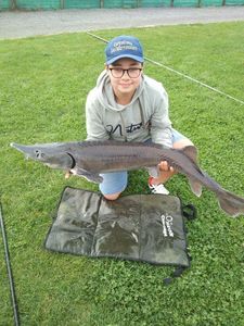 Sturgeon