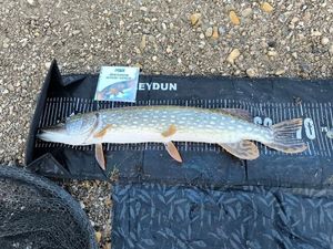 Northern Pike