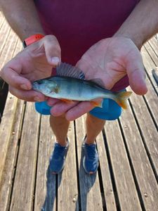 European Perch