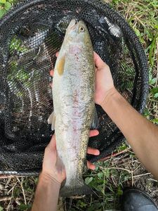 Rainbow Trout