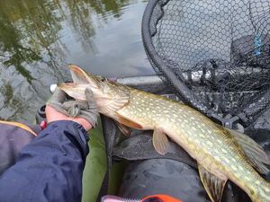 Northern Pike