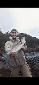European Bass (Seabass)