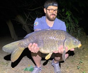 Common Carp