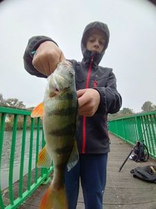 European Perch