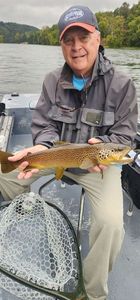 Brown Trout