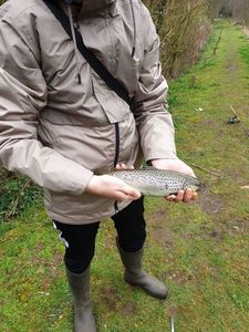 Brown Trout
