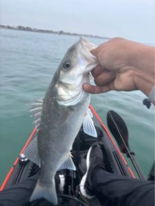 European Bass (Seabass)