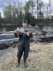 Striped bass