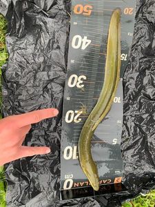 European Eel (Common Eel)