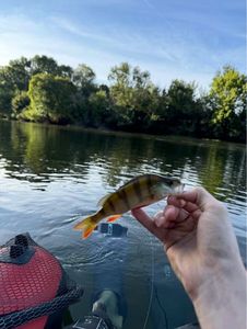 Yellow Perch
