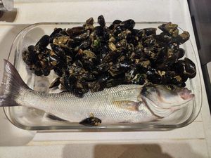 European Bass (Seabass)
