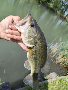 Largemouth Bass