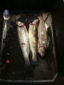 Rainbow Trout