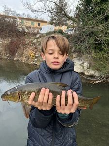 Barbel
