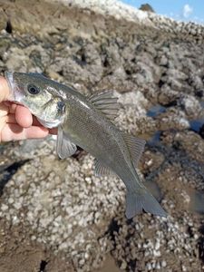 European Bass (Seabass)