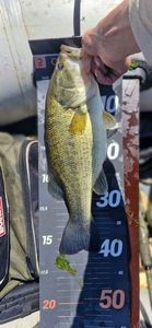 Largemouth Bass