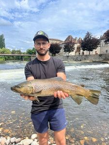 Brown Trout