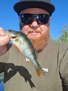 European Perch