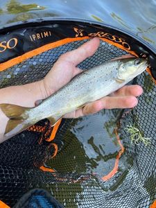 Brown Trout