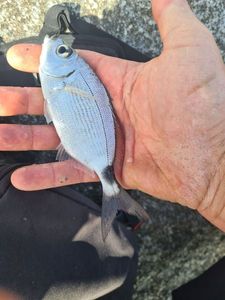 Annular Seabream