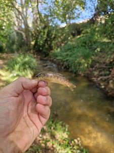 Brown Trout