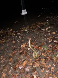 European Eel (Common Eel)