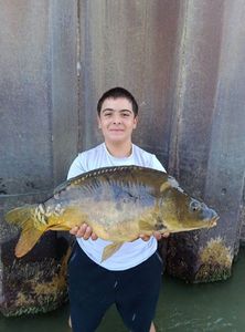 Mirror Carp