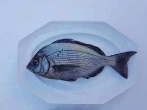 Black Seabream