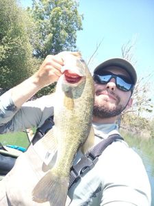 Largemouth Bass