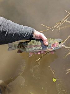 Rainbow Trout