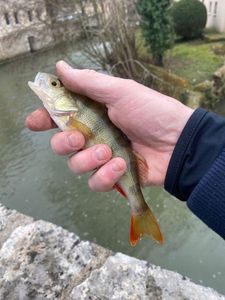 European Perch