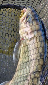 Brook Trout