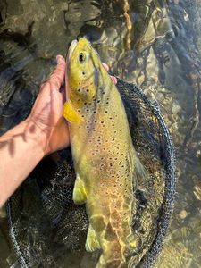 Brown Trout