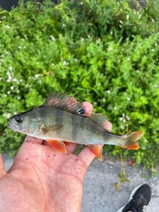 European Perch