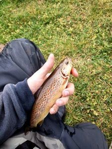 Brown Trout