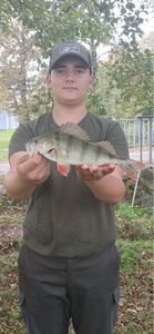 European Perch